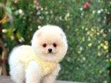 AYI YÜZLÜ POMERANİAN BOO YAVRUMUZ