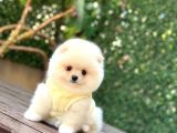 Ayi Yüzlü Pomerani̇an Boo Yavrumuz