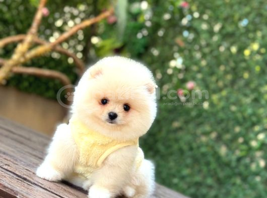 Ayi Yüzlü Pomerani̇an Boo Yavrumuz görsel