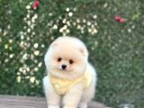 Ayi Yüzlü Pomerani̇an Boo Yavrumuz