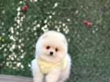 Ayi Yüzlü Pomerani̇an Boo Yavrumuz