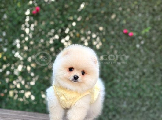 Ayi Yüzlü Pomerani̇an Boo Yavrumuz görsel
