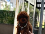 RED BROWN POODLE YAVRUMUZ