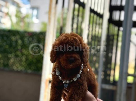 Red Brown Poodle Yavrumuz