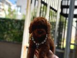 Red Brown Poodle Yavrumuz