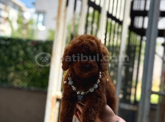 Red Brown Poodle Yavrumuz görsel