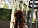 Red Brown Poodle Yavrumuz