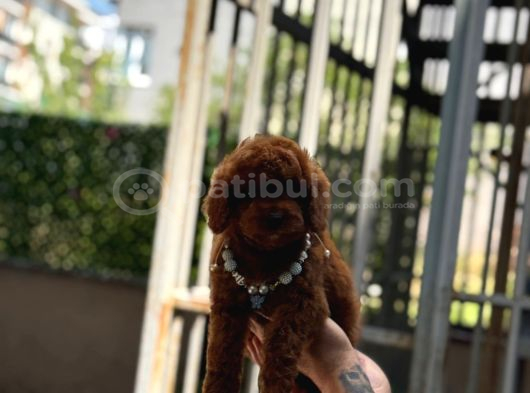 Red Brown Poodle Yavrumuz görsel