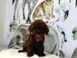 Dark Brown Poodle Yavrumuz