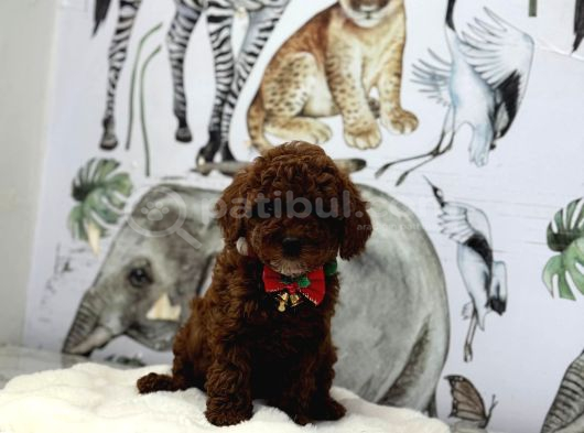 Dark Brown Poodle Yavrumuz görsel