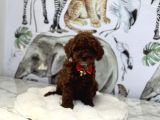 Dark Brown Poodle Yavrumuz