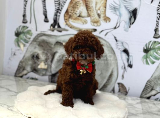 Dark Brown Poodle Yavrumuz görsel
