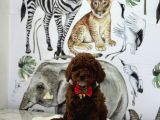 Dark Brown Poodle Yavrumuz