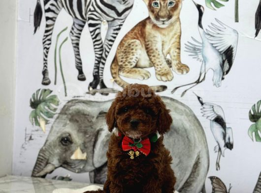 Dark Brown Poodle Yavrumuz görsel