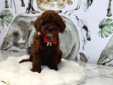 DARK BROWN POODLE YAVRUMUZ