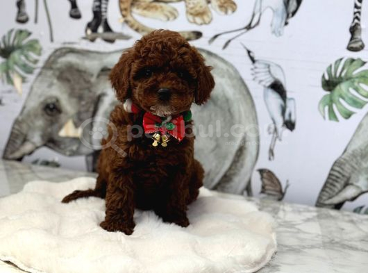 Dark Brown Poodle Yavrumuz