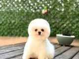 Baby Face Pomerani̇an Boo Yavrumuz