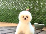 Baby Face Pomerani̇an Boo Yavrumuz