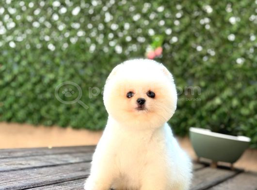Baby Face Pomerani̇an Boo Yavrumuz görsel