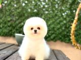 Baby Face Pomerani̇an Boo Yavrumuz