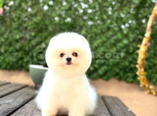 Baby Face Pomerani̇an Boo Yavrumuz görsel