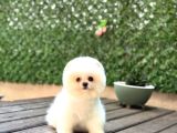 Baby Face Pomerani̇an Boo Yavrumuz