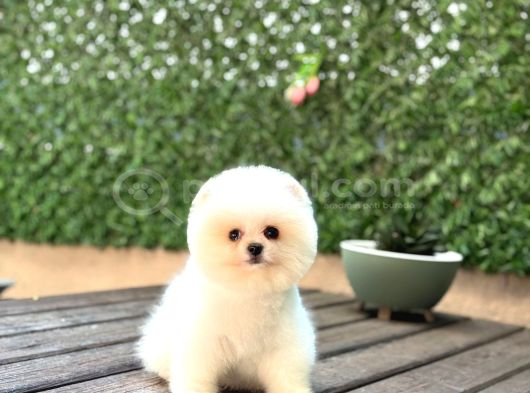 Baby Face Pomerani̇an Boo Yavrumuz görsel