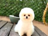 BABY FACE POMERANİAN BOO YAVRUMUZ