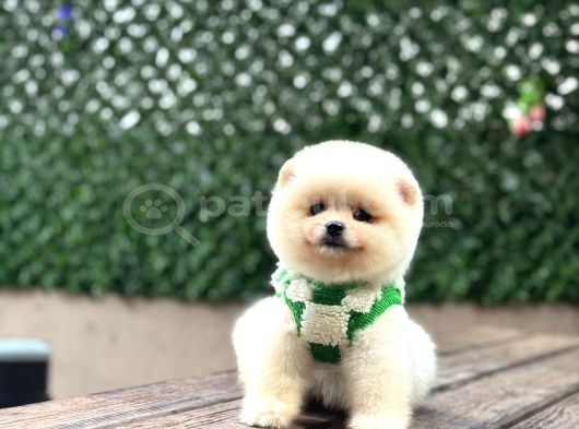 A Kali̇te Pomerani̇an Boo Yavrumuz görsel