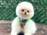 Pomerani̇an Boo Yavrumuz
