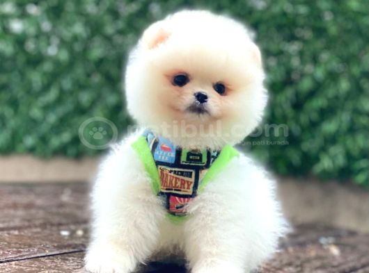 Pomerani̇an Boo Yavrumuz görsel