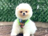 POMERANİAN BOO YAVRUMUZ