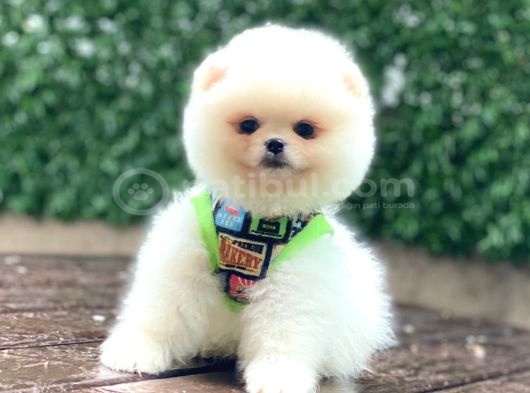 Pomerani̇an Boo Yavrumuz görsel