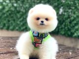 Pomerani̇an Boo Yavrumuz