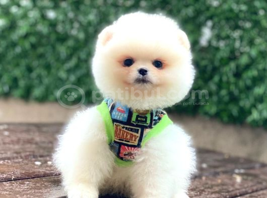 Pomerani̇an Boo Yavrumuz görsel