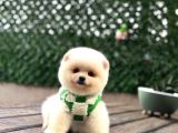 A Kali̇te Pomerani̇an Boo Yavrumuz