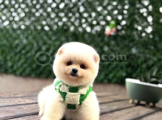 A Kali̇te Pomerani̇an Boo Yavrumuz görsel
