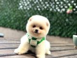 A Kali̇te Pomerani̇an Boo Yavrumuz