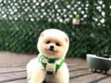 A KALİTE POMERANİAN BOO YAVRUMUZ