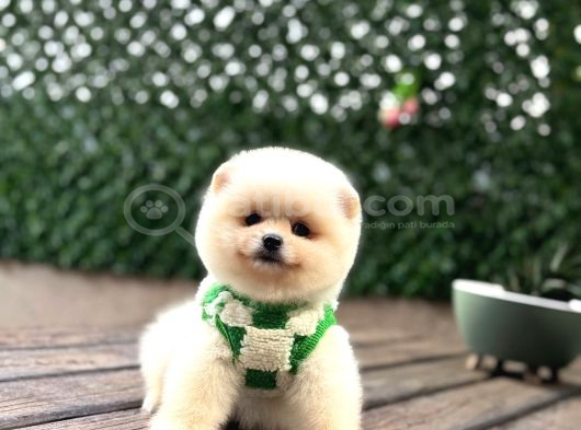 A Kali̇te Pomerani̇an Boo Yavrumuz