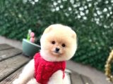 Pomerani̇an Boo Yavrumuz