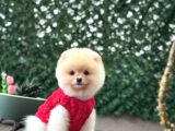 Pomerani̇an Boo Yavrumuz
