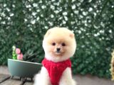 Pomerani̇an Boo Yavrumuz