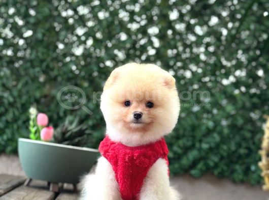 Pomerani̇an Boo Yavrumuz görsel