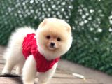 Pomerani̇an Boo Yavrumuz