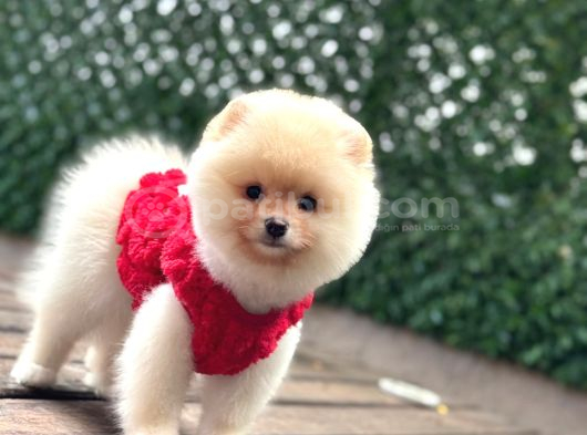 Pomerani̇an Boo Yavrumuz görsel