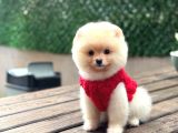 POMERANİAN BOO YAVRUMUZ