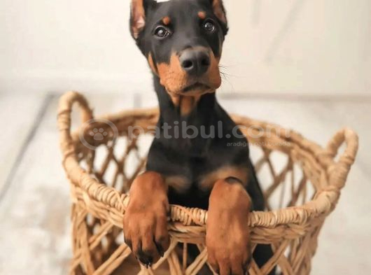 A Kalite Doberman Yavrular görsel