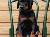 A Kalite Doberman Yavrular