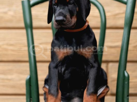 A Kalite Doberman Yavrular görsel